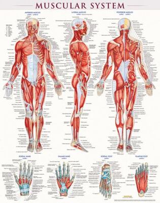 Muscular System Poster (Laminated)
