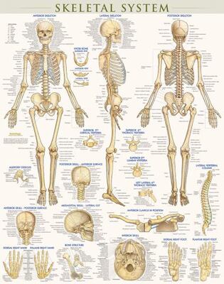 Skeletal System Poster (Laminated)