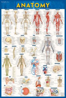 Anatomy Poster (Laminated)