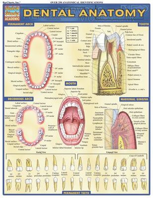 Dental Anatomy (Old Edition)